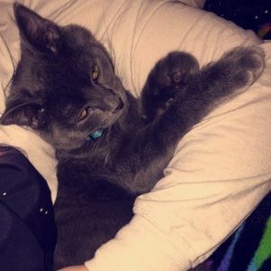 Meet your Posher, Phoenix